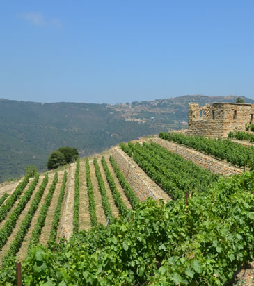 WINES OF LEBANON