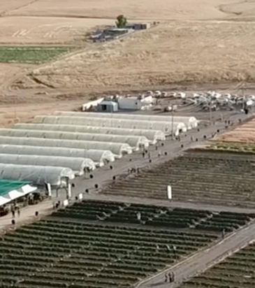 Debbane for Modern Agriculture Ltd - Iraq