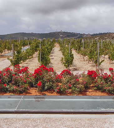 WINES OF LEBANON