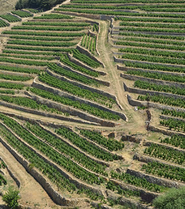 WINES OF LEBANON