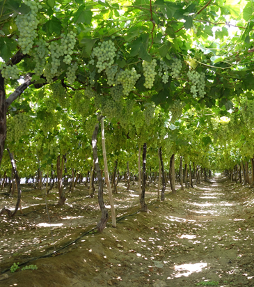 Debbane Freres sal - Lebanon