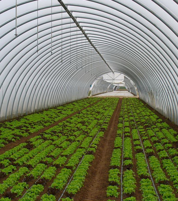 Debbane for Modern Agriculture Ltd - Iraq