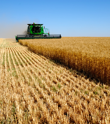 Debbane for Modern Agriculture Ltd - Iraq