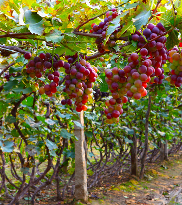 Debbane Pour l’Agriculture - Algerie