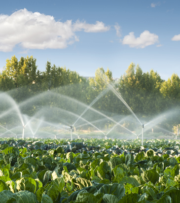 Debbane Pour l’Agriculture - Algerie