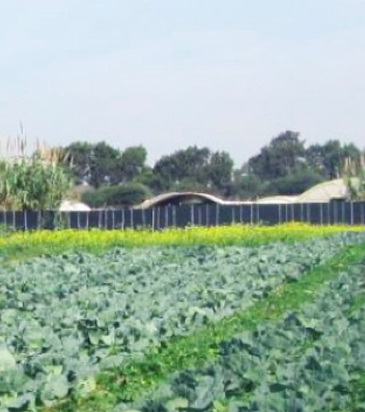 Debbane Pour l’Agriculture - Algerie